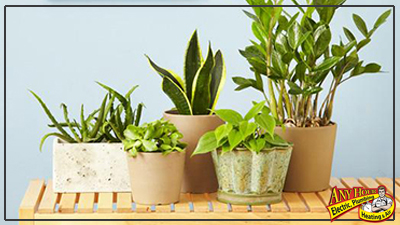 air quality - purify with plants