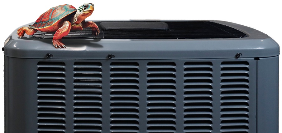 Turtle On AC