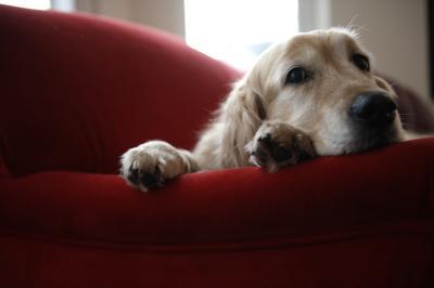 A golden retriever rests its head and front paws on the arm of a red couch, enjoying home comfort while looking off to the side.