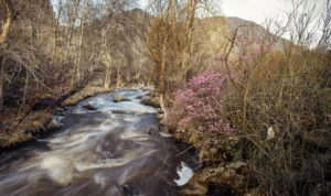 %Title% | Any Hour Services A fast-flowing stream, fueled by spring run-off, winds through a forest of leafless trees and blooming pink flowers, with mountains visible in the background.