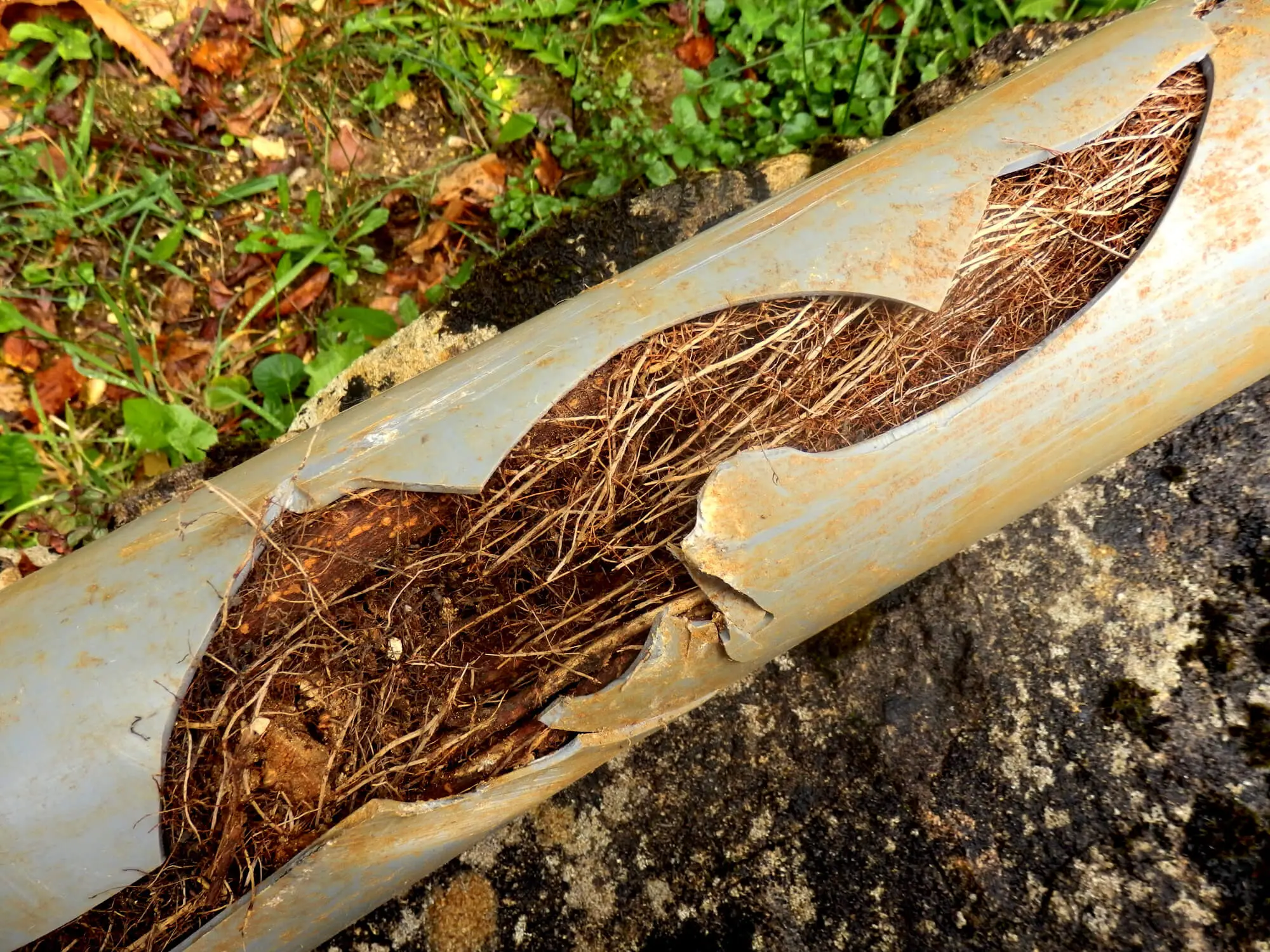 %Title% | Any Hour Services A broken pipe with a large section missing, showing roots densely packed inside—a clear sign of a serious plumbing problem—lying on the ground with grass and soil nearby.